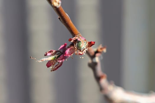 View of apricot setting fruit on spring branches.