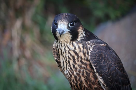 Closeup of a juvenile Peregrine Falcon head.