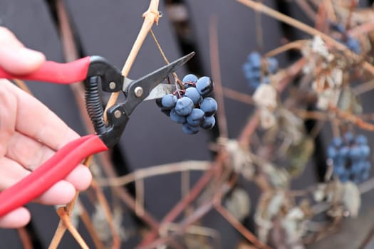Ice grapes being clipped off vines in the fall.