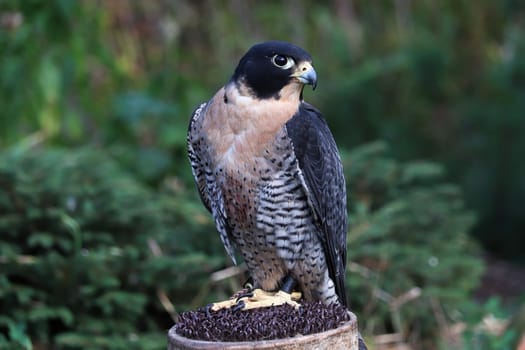 Closeup view of a Peregrine Falcon on a perch.