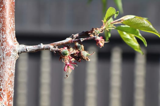 View of apricot setting fruit on spring branches.