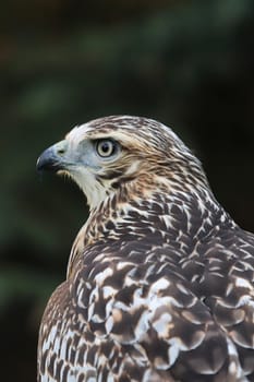 Vertical side head portrait of a Red Tail Hawk.