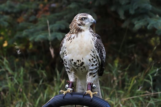 An adult Red Tail Hawk sitting on a perch.