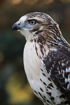 Vertical side head portrait of a Red Tail Hawk.