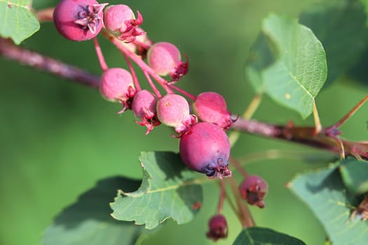 Unripe saskatoon berries on a tree branch.