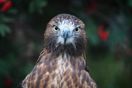 Portrait of a juvenile Red Tail Hawk head.