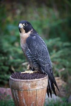 Vertical protrait of a Peregrine Falcon on a perch.