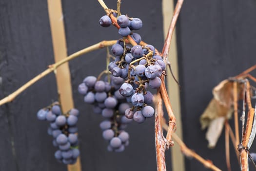 Ripe ice grapes on a bare vine.