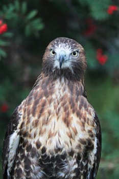 Vertical of a juvenile Red Tail Hawk head.