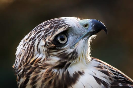 Macro view of a adult Red Tail Hawk head.