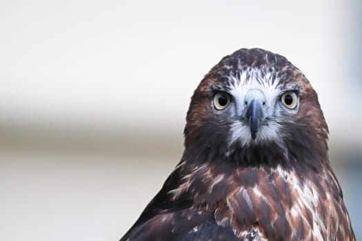Portrait of a juvenile Red Tail Hawk head.