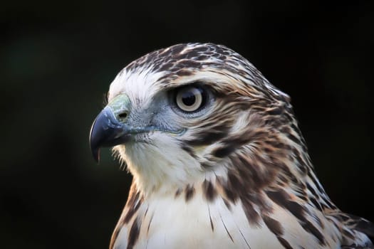 Macro view of a adult Red Tail Hawk head.