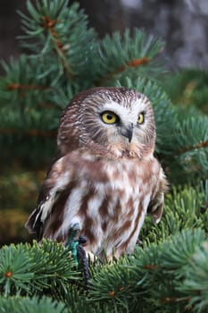 Vertical portrait of a Northern SawWhet Owl.