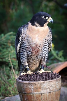 Vertical protrait of a Peregrine Falcon on a perch.