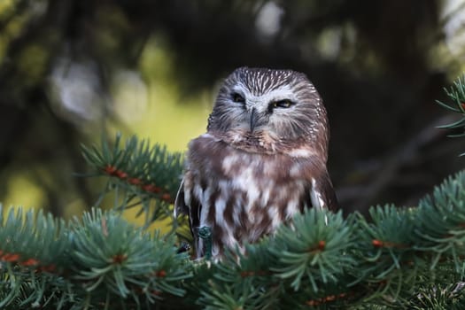 Portrait of a Northern Saw Whet Owl in a tree.