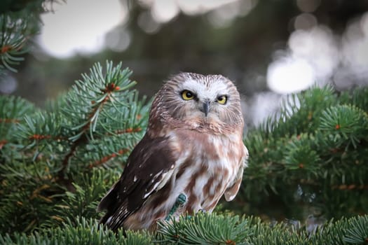 A Norther Saw Whet Owl in a spruce tree.