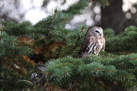 A Norther Saw Whet Owl in a spruce tree.