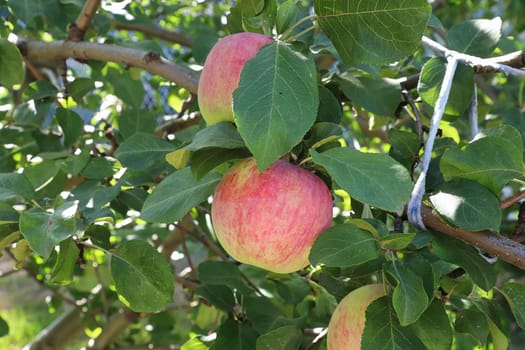 Apples ready for harvest in the autumn.