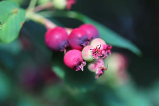 A cluster of saskatoon berries ripening in summer.
