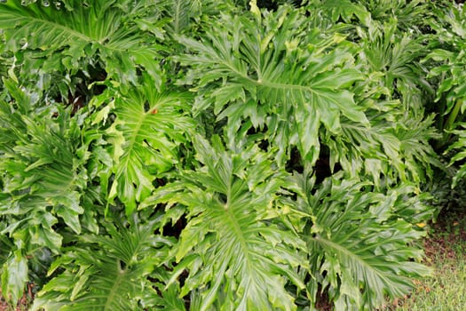 Large green leaves of an evergreen plant usually known as philodendron outdoors. Closeup of a large leaf green plant known as philodendron outside during the day