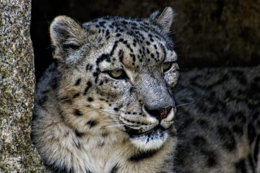 Snow Leopard