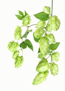 Harvested hops. An important ingredient in beer production.