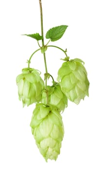 Harvested hops. An important ingredient in beer production.
