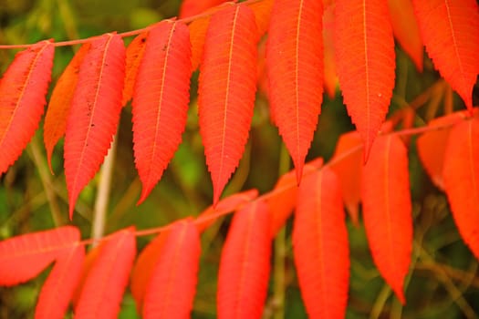 autumnal colored rowan leaves in soft sunlight