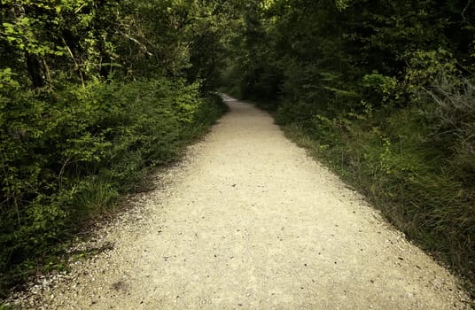 Path detail in a forest in nature