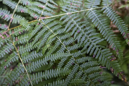 Detail of fresh green plants in an old forest, nature