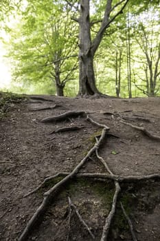 Millennial tree detail in a spooky forest in nature
