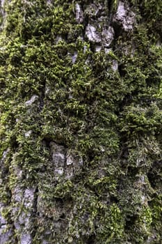 Detail of old tree bark in a wet forest