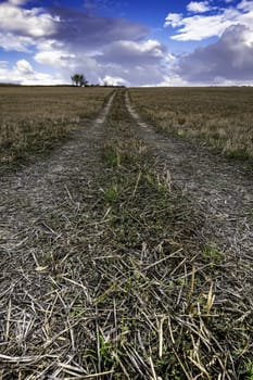 Detail of wheel signals in a dry wheat field, nature