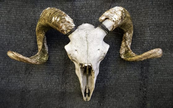 Detail of dead animal bones for decoration, fear and witchcraft