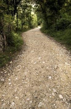 Path detail in a forest in nature