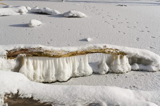 Branch of a tree over a frozen lake near Magdeburg in winter