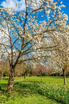 Spring natural background. Cherry Blossoms During Spring