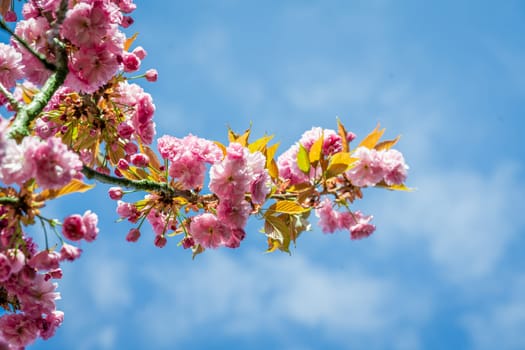 Sakura flowers blooming. Beautiful pink cherry blossom