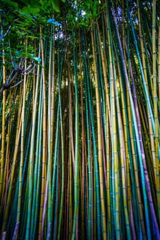 Asian Bamboo forest,natural background