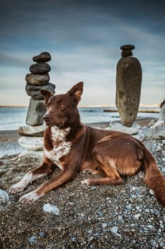 Dog meditates with  stones. dog and rocks zen on the beach