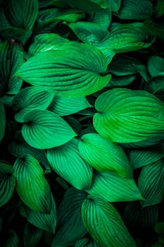 Green leaves texture top view background. Tropical dark green leaf tone