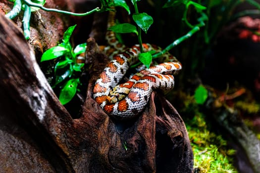 snake on a branch. Exotic Reptile