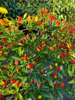 Chilli peppers on tree in the garden