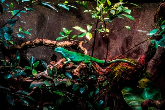 Green Lizard  Sitting On A Branch