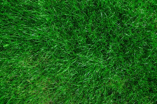 Green grass realistic textured background
