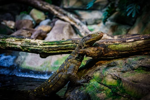 Komodo dragon in the beautiful nature habitat. Monitor lizard