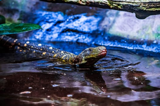 Komodo dragon in the beautiful nature habitat. Monitor lizard