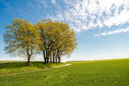 Green tree and green grass on slope with white clouds and blue sky.