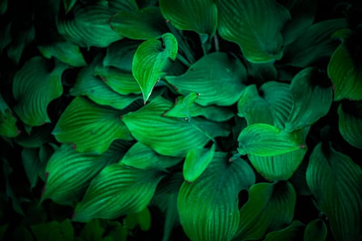 Nature View Of Green Leaf Background, Dark Wallpaper Concept.