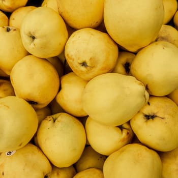 Harvest ripe quinces collected in boxes